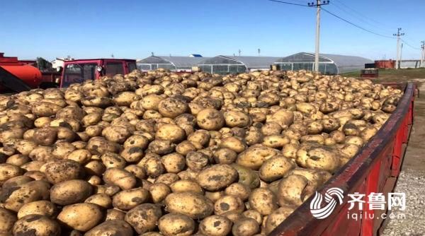 希森6号土豆在哈萨克斯坦获得官方认证 列入补
