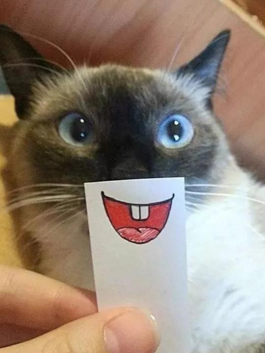 那个给猫画画的铲屎官,你还活着吗!看了最后两