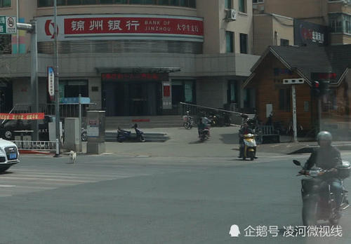 锦州街头一只独行的宠物狗过马路走斑马线