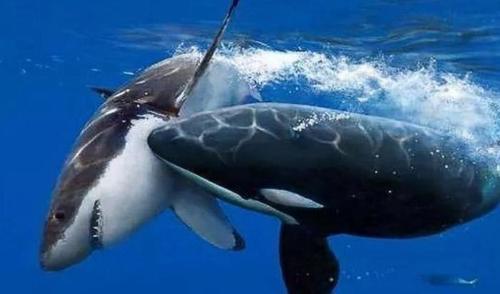 为什么虎鲸吃鲨鱼内脏而不吃肉?网友:除非味蕾