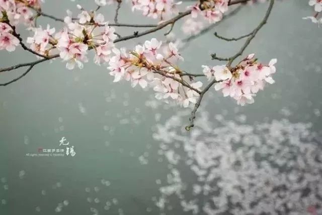 【每月在路上】三月,送你最in的赏花攻略,十大赏花胜地,愿你不