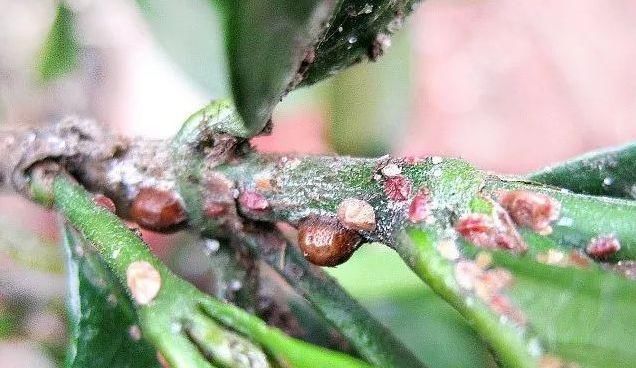 植物感染介壳虫可以用酒精、肥皂水就能清除，你还要买农药么?