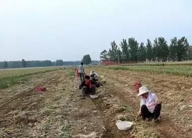 大蒜价跌的心疼，又遭连续阴雨天气！谁来帮帮中牟蒜农？