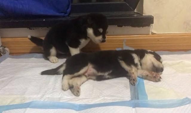 狗崽偷吃食物被狗妈吓得四肢僵硬,狗崽:我没有