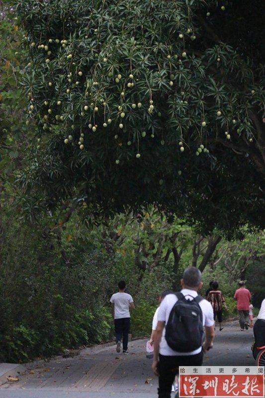 街头芒果摇曳成风景 宜赏不宜食