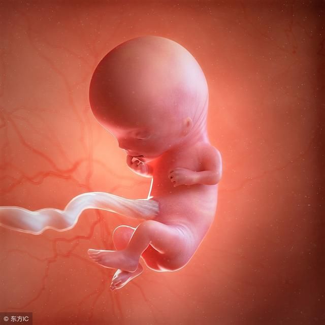 观看怀孕三个月胎儿图,让准妈妈更加清楚孩子