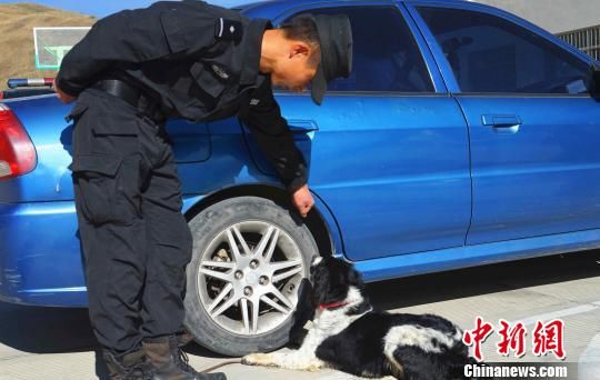 忠诚守护雪域高原的“警犬汪”