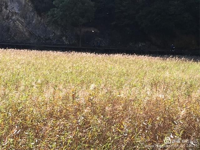 醉美九寨，不灭的神话(二)纪念逝去的火花海，诺日朗瀑布