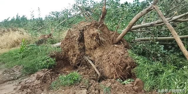 山东惠民遭飓风袭击 屋顶掀翻树木连根拔起