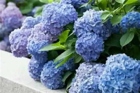 绣球花 平安树 孔雀竹芋 夏季室内最适合养的花