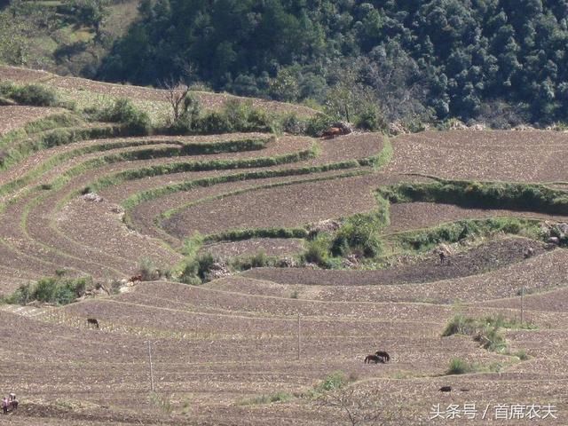 国家给农村集体规划建房后，这几种情况的土地将会被收回