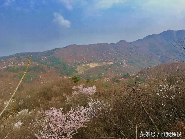 还等什么 随州大洪山野樱花盛开渐入旺盛期了