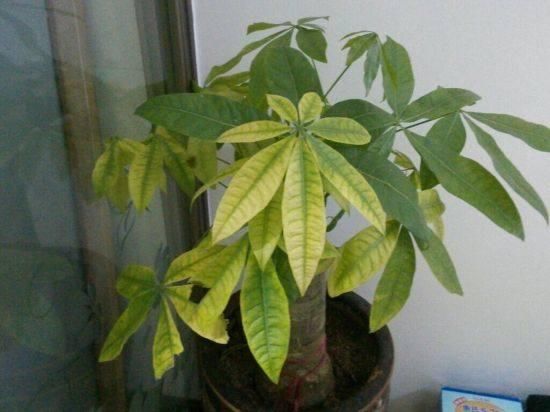 发财树叶子发黄掉落惨不忍睹 4招教你快速解决发财树叶黄问题