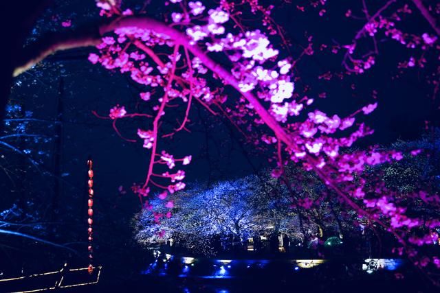 太湖鼋头渚夜赏樱花游园会:一场视觉与听觉的“饕餮盛宴”