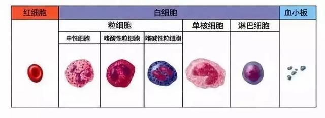 医生最爱让你做的血常规，究竟有何用？