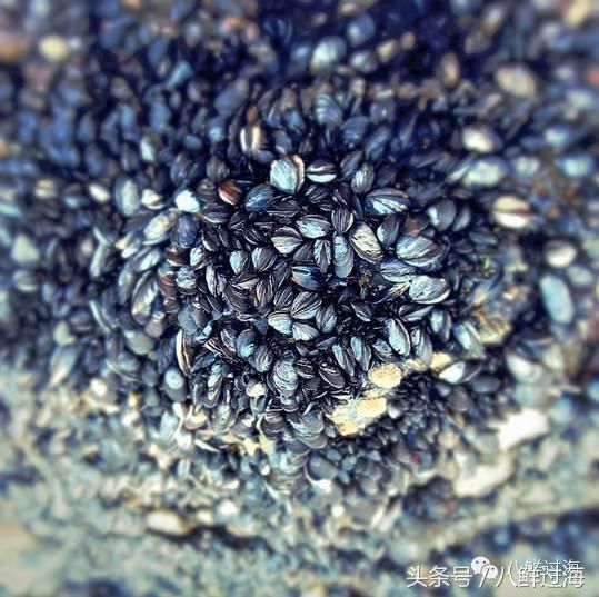 青口贝、蓝口贝、都是鲜嫩肥美的海鲜美食好宝