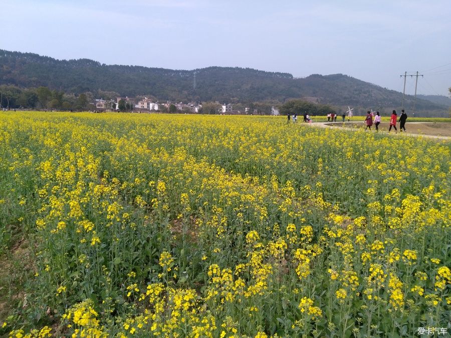 2018年春节粤北韶关赏花，火山上的油菜花 。