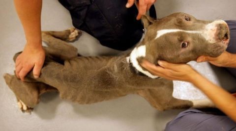 主人毒驾被捕入狱,家中数十条狗无人管,被发现