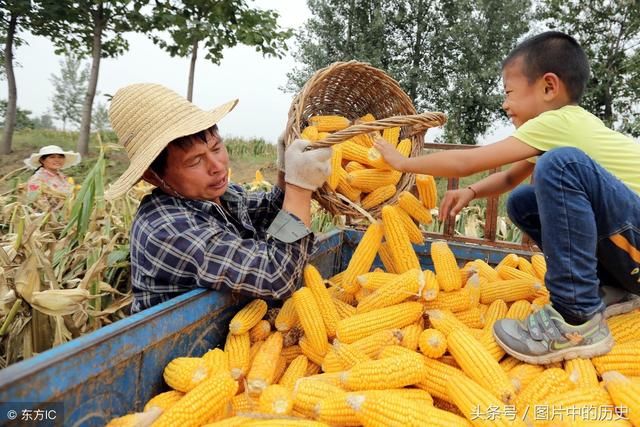 玉米价格要大涨？农业农村部：农户不要盲目扩大生产种植规模