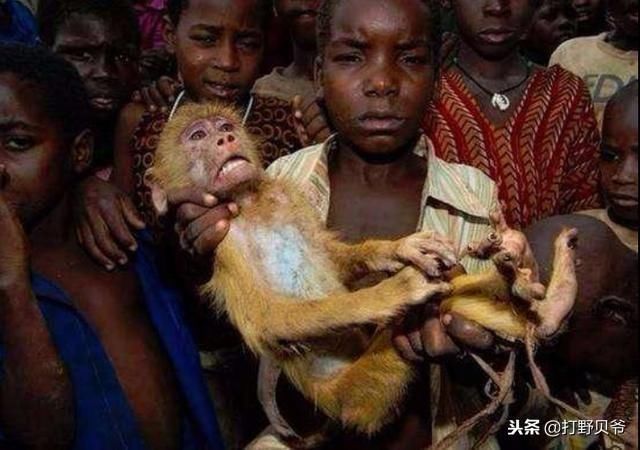 无所不吃的非洲人,猴子、狮子、大象就是他们