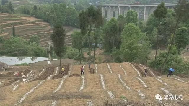 鱼泉街道：发展中药材种植 托起村民致富梦