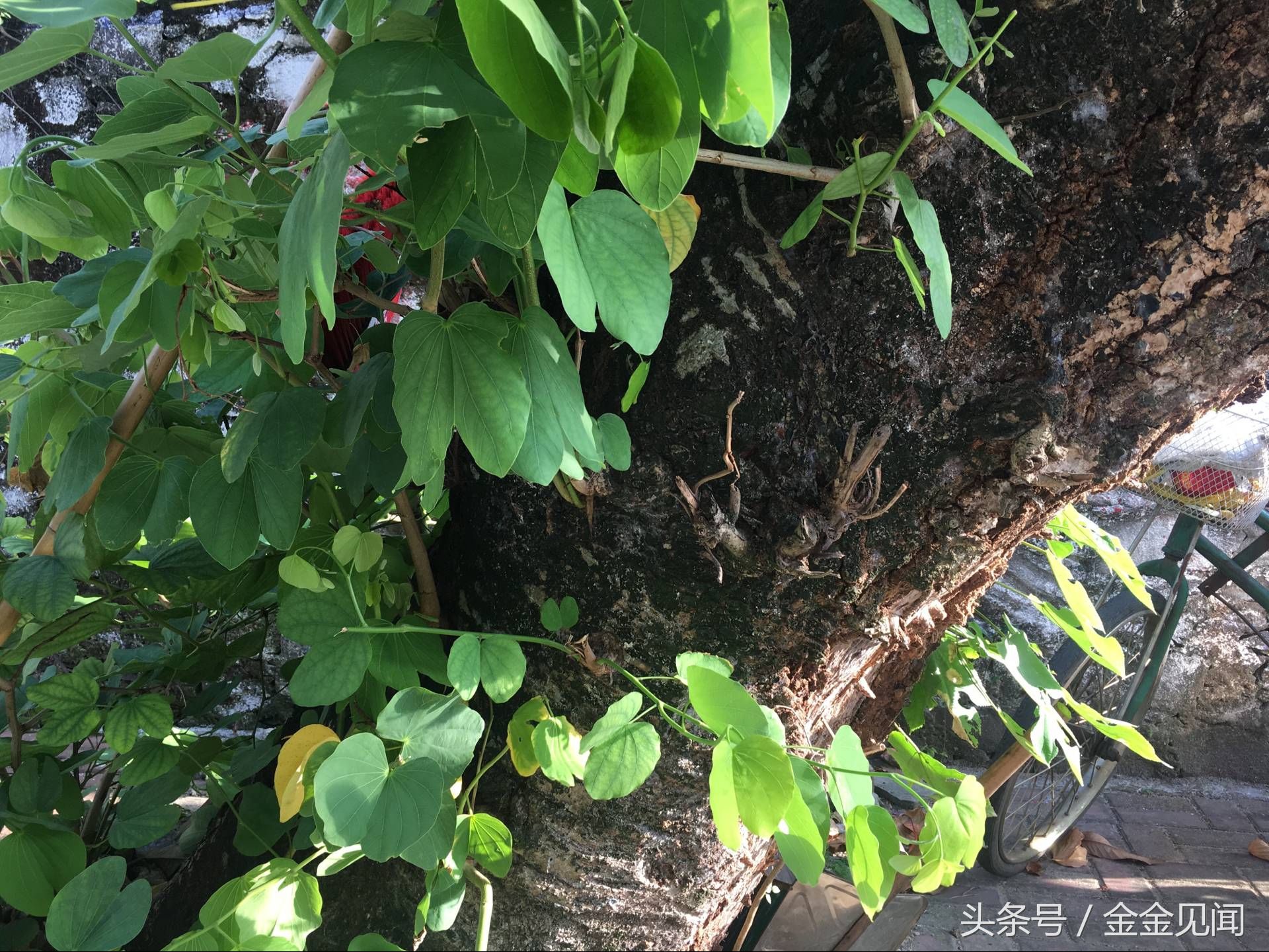 实拍广西钦州:四马路朽木也长得茂盛，见过这么伟大的树吗?