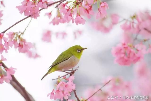2018日本樱花前线,告诉你樱花究竟美在哪里?