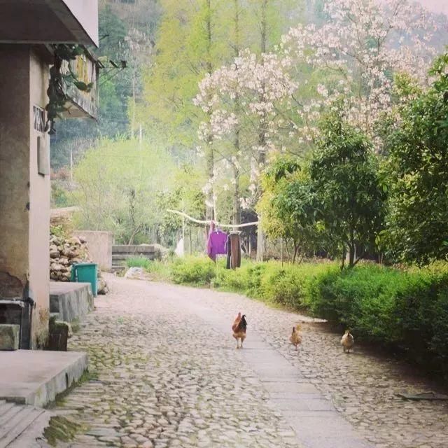 浙江隐藏的7条如诗如画的绝美“天路”你去过几条？