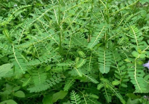 这种叶子下面长着“珍珠”的植物，它可是中医眼里的宝贝！