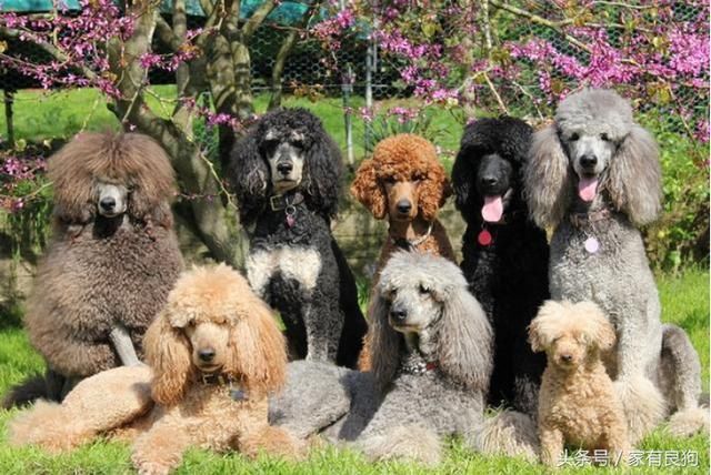 宠物界泰迪的plus版本名字叫做巨贵犬,名副其实