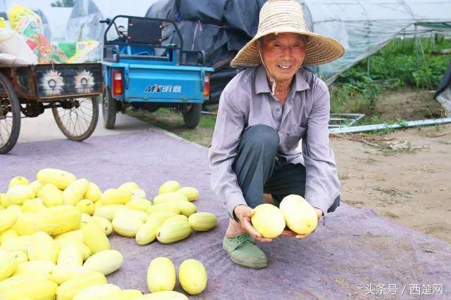 爱心助农沭阳几十万斤香瓜严重滞销，请帮帮瓜农！