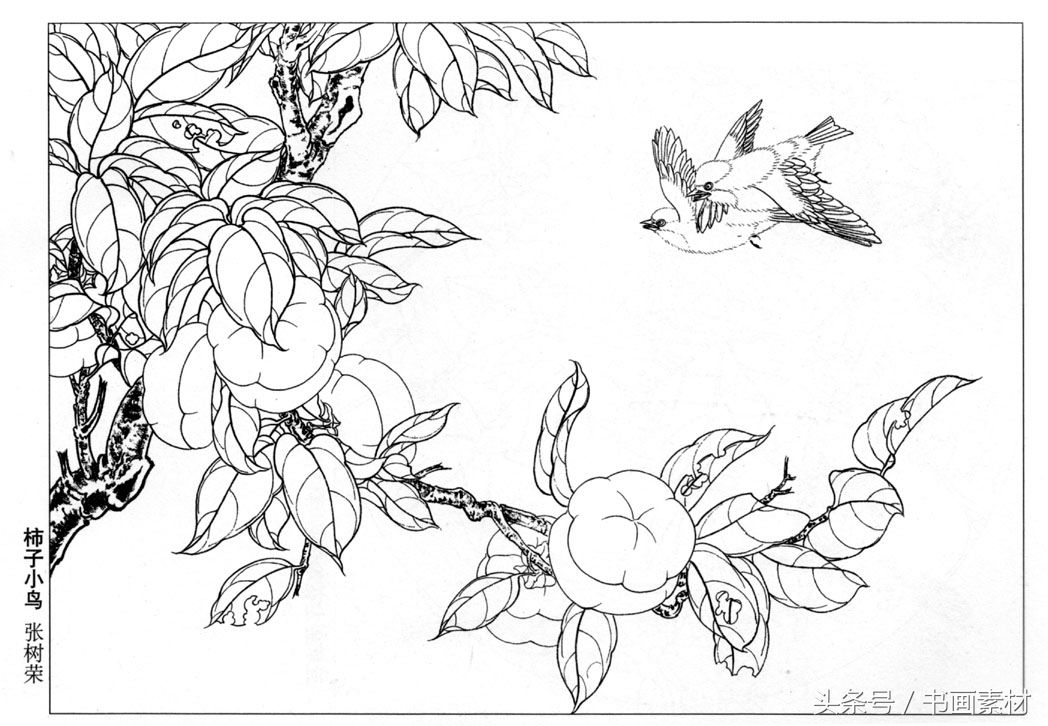 书画素材|国画篇之名家各类花卉花鸟白描图整