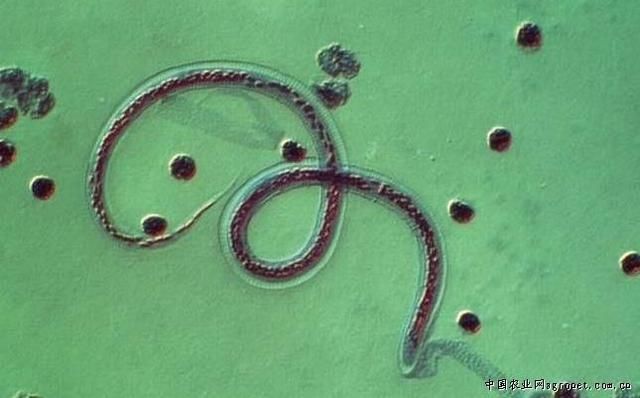 执业中药师驱虫药