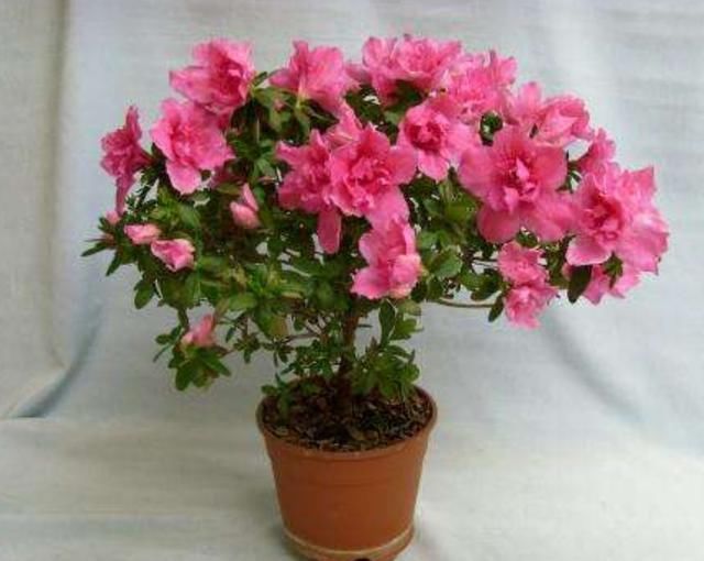 盆栽花卉养殖方法大全图解 t01977edb9621dff78c.jpg