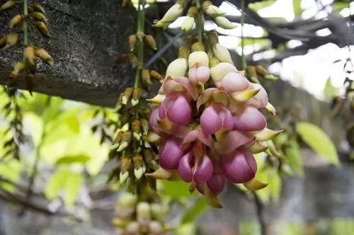 周六免费!广州附近这片禾雀花海没爆了,千万别错过了...