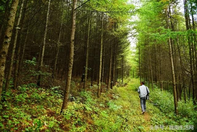 这个夏天，来甘肃徽县龙潭坝寻觅一片诗意山水