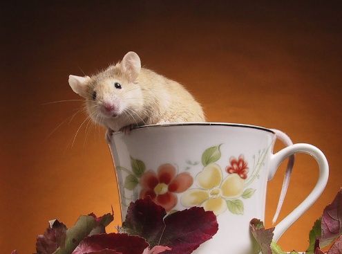 好事找上门，戊戌狗年万事大吉、富贵花开，鸿运当头的生肖