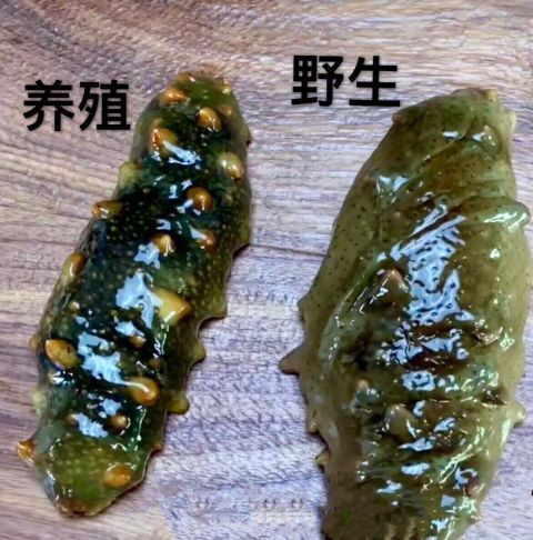 野生食品和v食品海参区别有哪些?好好博白县海参图片