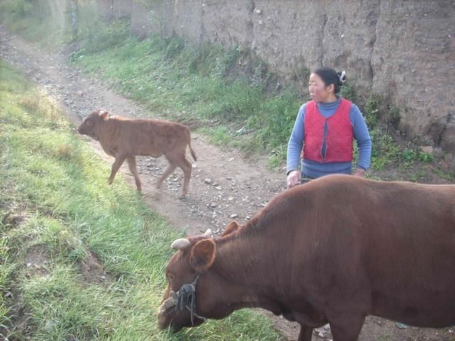 养母供残疾女孩读研，婚礼上出现一辆豪车，才知她身份不一般