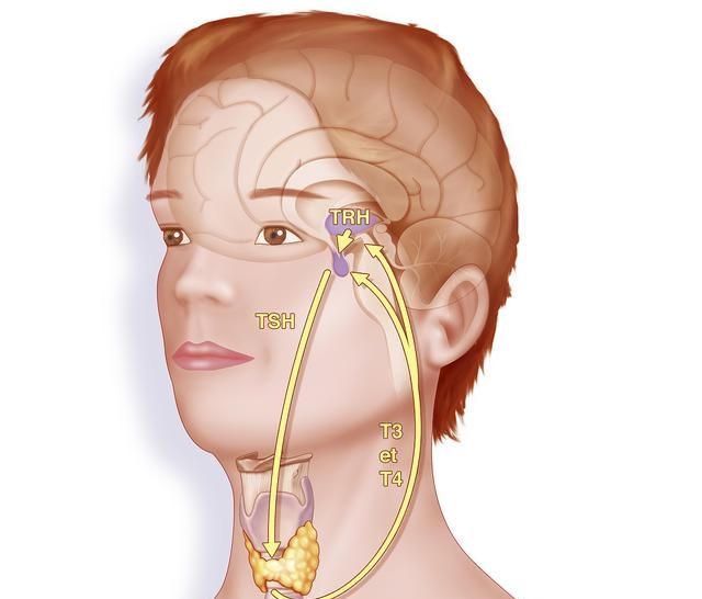 甲状腺结节费用