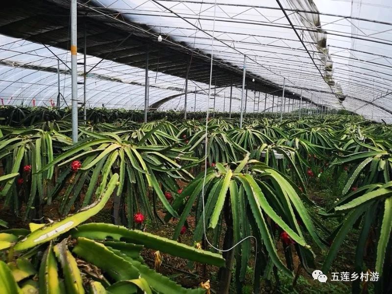 俊丰红心火龙果熟了!听说过吃火龙果吐籽吗?