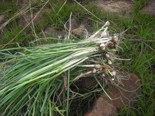 农村的这种野菜可促进血液循环杀菌，你要是吃过，算我输！