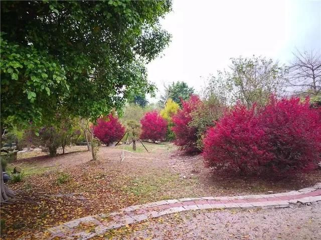 周六免费!广州附近这片禾雀花海没爆了,千万别错过了...