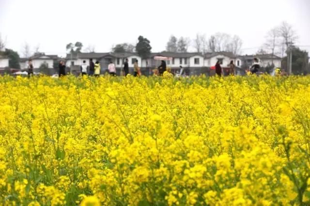 全部免费看!成都郊区7处油菜花海相继绽放,最大的竟有10万亩!
