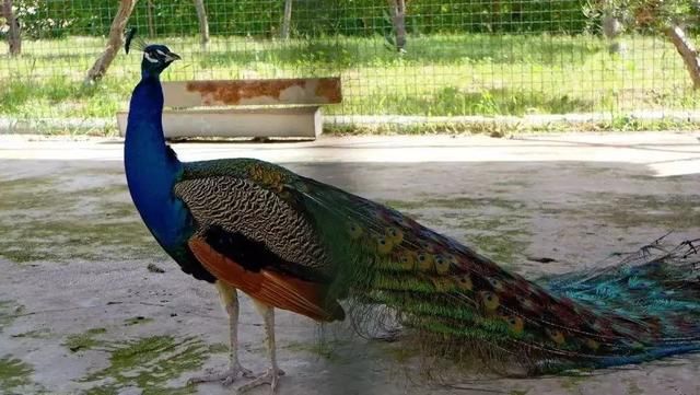 周六免费!广州附近这片禾雀花海没爆了,千万别错过了...