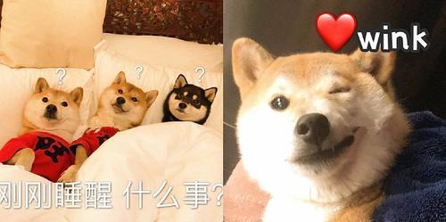 Ins高逼格动画:我原本过的很快乐,都问女人表情表情袜子包图片
