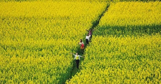 最快1h！成都郊区7大赏花好去处，养眼还免费！