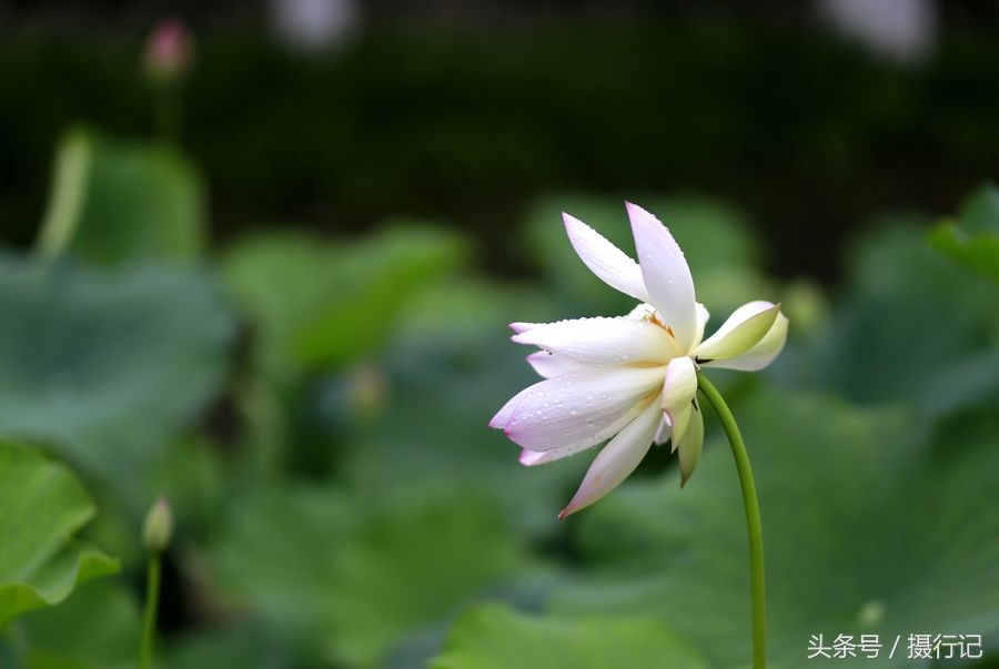 湖北宜昌:又到荷花娇艳时，微风习习，荷花荷叶荷韵美