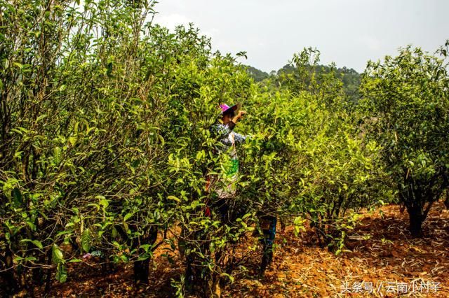 在云南的名茶山中，这座茶山的茶叶性价比最高