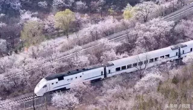 不敢相信！6块钱就能坐上北京小火车，一路看遍樱花美景